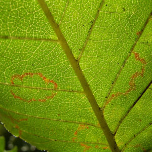 Wald Hasel Blatt Corylus avellana 05
