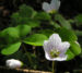 Zurück zum kompletten Bilderset Waldsauerklee Blüte weiß Oxalis acetosella