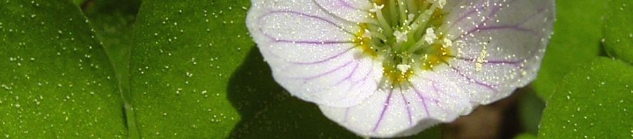 Anklicken um das ganze Bild zu sehen  Wald Sauerklee Blüte weiß rosa Oxalis acetosella