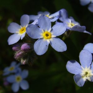 Wald Vergissmeinnicht Myosotis sylvatica 01