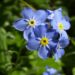 Zurück zum kompletten Bilderset Wald-Vergissmeinnicht Blüte blau Myosotis sylvatica
