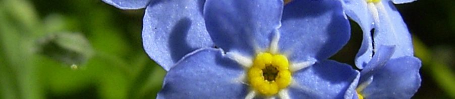 Anklicken um das ganze Bild zu sehen  Wald-Vergissmeinnicht Blüte blau Myosotis sylvatica