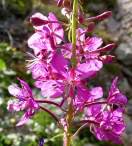 Wald Weidenroeschen Bluete pink Epilobium angustifolium 08