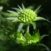 Zurück zum kompletten Bilderset Wald-Witwenblume Blüte lila Knospe grün Knautia dipsacifolia