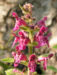 Zurück zum kompletten Bilderset Wald-Ziest Waldnessel Blüte rötlich gefleckt Stachys sylvatica