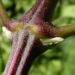Zurück zum kompletten Bilderset Gewöhnliche Waldrebe Clematis vitalba