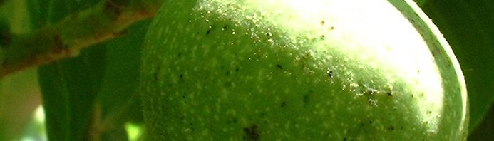 Anklicken um das ganze Bild zu sehen  Echter Walnuss Baum Blatt grün Juglans regia