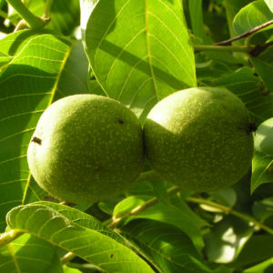 Walnuss Bluete Frucht gruen Juglans Regia 04