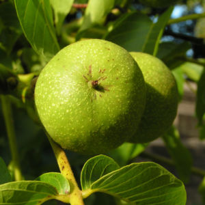 Walnuss Bluete Frucht gruen Juglans Regia 07