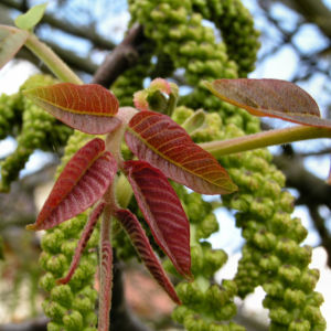 Walnuss Bluete Frucht gruen Juglans Regia 13