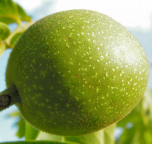 Walnuss Bluete Frucht gruen Juglans Regia 15