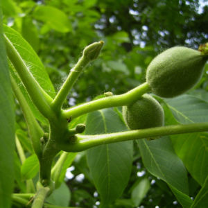 Walnuss Bluete Frucht gruen Juglans Regia 16