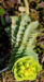 Zurück zum kompletten Bilderset Walzen-Wolfsmilch Scheinblüte gelbgrün Euphorbia myrsinites