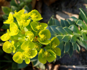 Walzen Wolfsmich Scheinbluete gelb gruen Euphorbia myrsinites 02