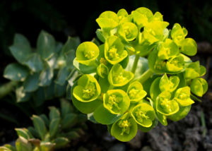 Walzen Wolfsmich Scheinbluete gelb gruen Euphorbia myrsinites 05