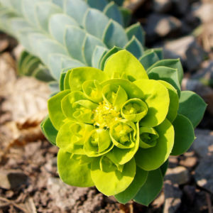 Walzen Wolfsmich Scheinbluete gelb gruen Euphorbia myrsinites 07