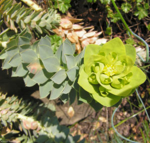 Walzen Wolfsmich Scheinbluete gelblich Euphorbia myrsinites 01 1