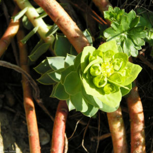 Walzen Wolfsmich Scheinbluete gelblich Euphorbia myrsinites 03 1