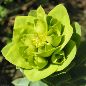 Walzen Wolfsmich Scheinbluete gelblich Euphorbia myrsinites 04 1