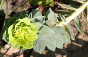 Walzen Wolfsmich Scheinbluete gelblich Euphorbia myrsinites 05 1