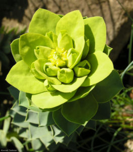 Walzen Wolfsmich Scheinbluete gelblich Euphorbia myrsinites 06 1