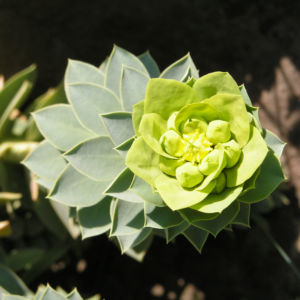 Walzen Wolfsmich Scheinbluete gelblich Euphorbia myrsinites 08 1