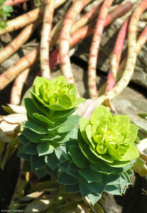 Walzen Wolfsmich Scheinbluete gelblich Euphorbia myrsinites 09 1