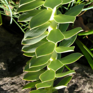 Walzen Wolfsmich Scheinbluete gelblich Euphorbia myrsinites 10 1
