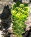 Zurück zum kompletten Bilderset Walzen Wolfsmilch Scheinblüte gelblich Euphorbia myrsinites