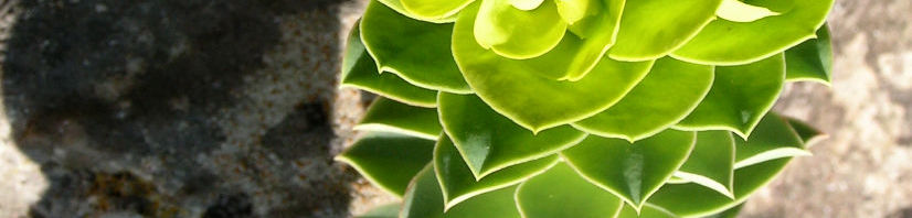 Anklicken um das ganze Bild zu sehen  Walzen Wolfsmilch Scheinblüte gelblich Euphorbia myrsinites