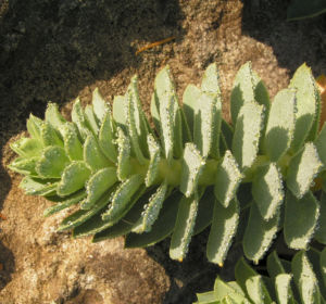 Walzen Wolfsmilch immergruen Blatt gruen Euphorbia myrsinites 02
