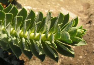 Walzen Wolfsmilch immergruen Blatt gruen Euphorbia myrsinites 03