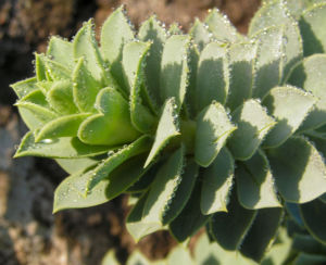 Walzen Wolfsmilch immergruen Blatt gruen Euphorbia myrsinites 04