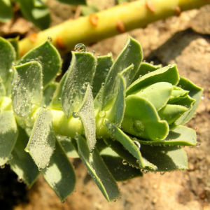 Walzen Wolfsmilch immergruen Blatt gruen Euphorbia myrsinites 05