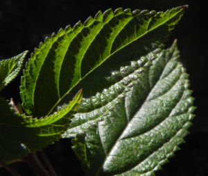Wandelroeschen Blatt gruen Lantana camara 01