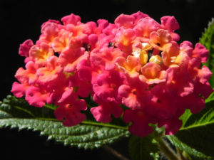 Wandelroeschen Blatt gruen Lantana camara 03