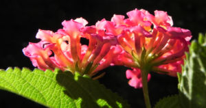 Wandelroeschen Blatt gruen Lantana camara 06