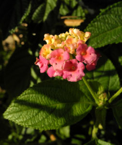 Wandelroeschen Bluete pink gelb Lantana camara 02