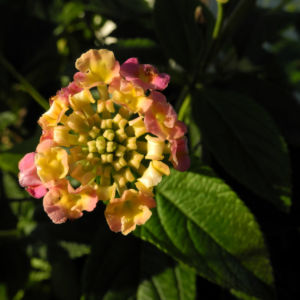 Wandelroeschen Bluete pink gelb Lantana camara 03