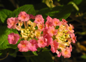 Wandelroeschen Bluete pink gelb Lantana camara 09