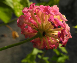 Wandelroeschen Bluete pink gelb Lantana camara 10