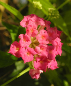 Wandelroeschen Bluete pink gelb Lantana camara 11