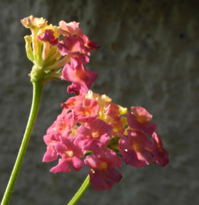 Wandelroeschen Bluete pink gelb Lantana camara 13