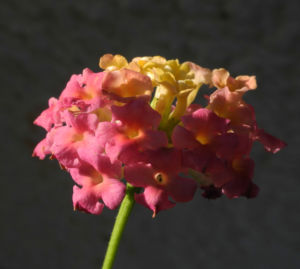 Wandelroeschen Bluete pink gelb Lantana camara 14