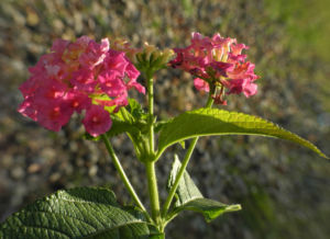 Wandelroeschen Bluete pink gelb Lantana camara 15