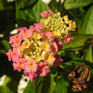 Wandelroeschen Bluete pink gelb Lantana camara 16