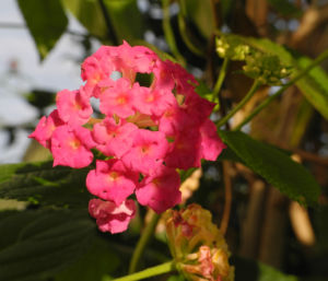 Wandelroeschen Bluete pink gelb Lantana camara 18