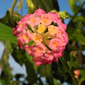 Wandelroeschen Bluete pink gelb Lantana camara 19