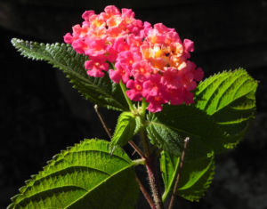 Wandelroeschen Bluete rot Lantana camara 01