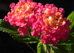 Wandelroeschen Bluete rot Lantana camara 02